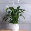 Live Peace Lily Plant, Live Indoor Flowering Houseplant, White Flower, 5-9 Inches in Height, 4 Inch Pot for Planting