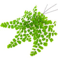 Live Fern Plant Pot, Maidenhair Fern Plant Live, 4 to 5 Inches Tall
