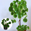 Set of 2 Money Plant Live, Pilea Peperomioides Plants, 4 to 6 Inches Long, Live Money Plant for Garden