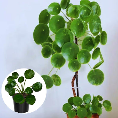 Set of 2 Money Plant Live, Pilea Peperomioides Plants, 4 to 6 Inches Long, Live Money Plant for Garden