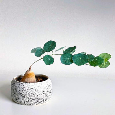 Stephania Cephalantha Plant Medium Caudeux 3-3.5 Inch Wide, No Hair Roots Rare Succulents, Cold Hardy Indoor Houseplant