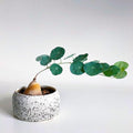 3-3.5'' Stephania Cephalantha Plant, Rare Caudex Bulb Succulent Houseplant, Already Sprouts, Cold Hardy, Easy Care, Home Decor