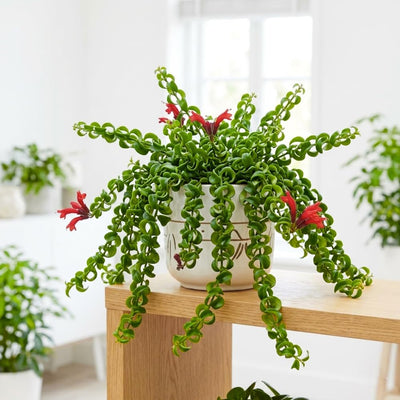 Red Curly Lipstick Plant Live, Curly Lipstick Plant, 3 Inc Pot, 3-5 Inc Tall, Hanging Trailing Houseplant,Vibrant Blooms, Ideal for Indoor Outdoor Growing