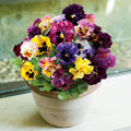 2 Pansy Flower Plants Live 4'' Pot, Multi-Color Blooms Pansies, Outdoor Gardens, Pots, and Landscaping Growing