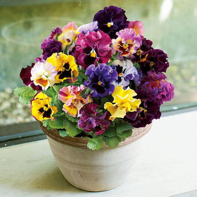 2 Pansy Flower Plants Live 4'' Pot, Multi-Color Blooms Pansies, Outdoor Gardens, Pots, and Landscaping Growing