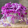 2 Purple Wandering Jew Plants Live Houseplants, Rooted Cuttings Tradescantia Live Plant for Décor, Fast-Growing and Easy to Grow, Starter Size