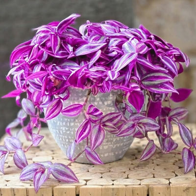 2 Purple Wandering Jew Plants Live Houseplants, Rooted Cuttings Tradescantia Live Plant for Décor, Fast-Growing and Easy to Grow, Starter Size