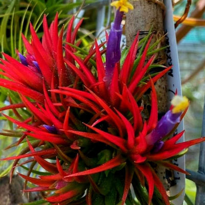 Air Plants Live Houseplants for Garden, 20 Tillandsia Air Plants Live, Purple Red Air Plant for Planting Gardening Outdoor, 2 to 3 Inc Long
