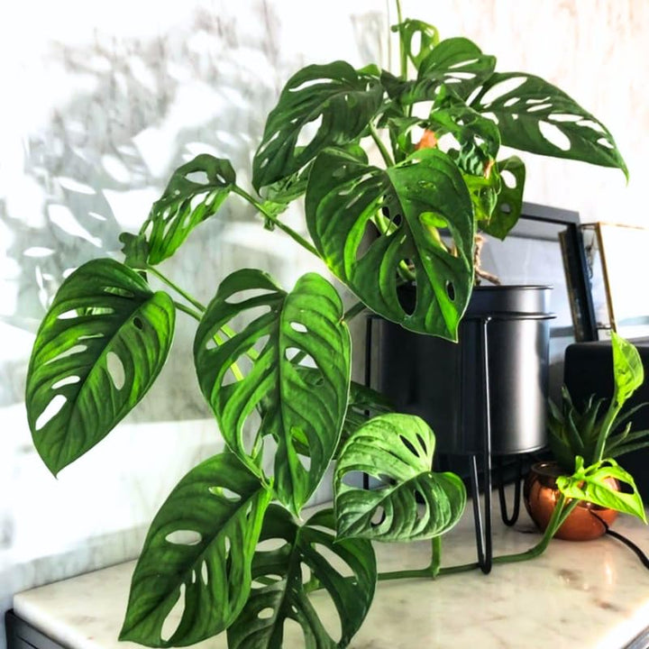 Monstera Live Plant, Tropical Swiss Cheese Plant, Indoor Split-Leaf Houseplant for Home or Office, 5-8” Tall, No Pot