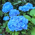Blue Hydrangea Bush Plant Hydrangea Plant, 6 to 8 Inches Long, Live Hydrangea Shrub Plant in 2.5 Inc Pot