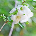 Fragrant Mock Orange Plants Tree Live Shrub House Plant Mock Orange Bush, Philadelphus Plant in Pot, 5-10 Inc Tall
