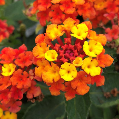 Lantana Live Plant for Planting Outdoors, Set 2 Live Lantana Plants, 4 to 7 Inch Tall, Lantana Perennial Plants, Ready to Plant, Red