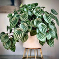Peperomia Live Plant in 4'' Pot, Peperomia Watermelon Live Plant, 4-6 Inc Tall, Live Houseplant for Home and Office Decoration