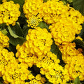 2 Full Yellow Lantana Plants Live Trees, Ready to Bloom, Hardy Long Blooming Seasons, Vibrant Colorful Perennial Fragrant, 5-10" in Tall, Full Sun Growing