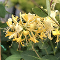 Scentsation Honeysuckle Vine Live Plant 2.5 Inc Pot, Fragrant, Starter Size 5-7 Inc Tall, Dormant in Winter