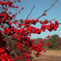 Winterberry Holly Plant Live Ready to Grow in 4 Inch Container, Red Holly Bush Live Plant for Planting, Winterberry Holly Shrub