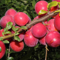Red Plum Tree Plant Live, 2-3 Ft Tall