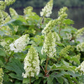 Hydrangea Plant Live for Planting, 7-12" Tall, Hydrangea Tree Live Plant in Pot, Hydrangea Flowers (White Hydrangea)