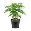 Moringa Tree Plant Live, Moringa Plant Live, 4-8 Inches Tall, Malunggay Trees Live Plants for Indoor Outdoor Growing
