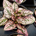 Pink Polka Dot Plant Live, Polka Dot House Plant Grow in 3 Inches Pot