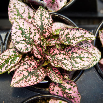Pink Polka Dot Plant Live, Polka Dot House Plant Grow in 3 Inches Pot