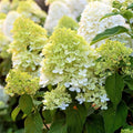 Lime Hydrangea Tree Live Plant, Light Green Change Color Hydrangea Flowers in 4" Pot, for Your Garden, Well Rooted