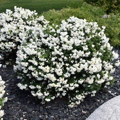 Fragrant Mock Orange Plants Tree Live Shrub House Plant Mock Orange Bush, Philadelphus Plant in Pot, 5-10 Inc Tall