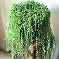 Live String of Pearls Plant, Green String of Pearls Succulent Plant for Planting 4 Inch Pot