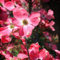 Pink Dogwood Tree Live Plant in 2.5" Pot, Well Rooted 6-12" Pink Flowering Dogwood Tree Plant Live, Dormant for Planting