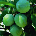 Plum Live Plant, Home Orchard Tree, 2-3 Ft Tall