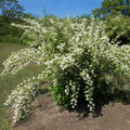 Fragrant Mock Orange Plants Tree Live Shrub House Plant Mock Orange Bush, Philadelphus Plant in Pot, 5-10 Inc Tall