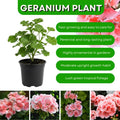 Salmon Geranium Live Plant in 4 Inch Pot, 4-6 Inch Tall Flowering Geranium Plant - Colorful Garden, Patio, and Container Flower Plant