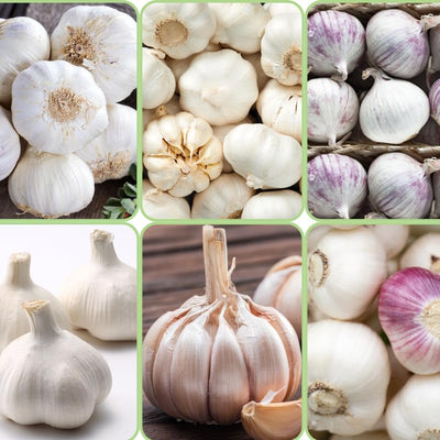 1/2 LB White Garlic Bulbs for Planting in Fall, High Yield Hardneck Garlic Cloves Seeds, Fresh, Cold Hardy and Fast Growing, Various Varieties