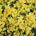 Glow Holly Plant Live in 4 Inch Pot, Japanese Holly Bush Live Plant for Planting, Winterberry Holly Shrub