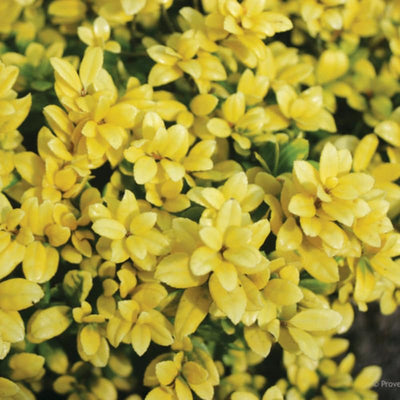 Glow Holly Plant Live in 4 Inch Pot, Japanese Holly Bush Live Plant for Planting, Winterberry Holly Shrub