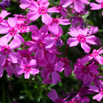 Pink Creeping Phlox Plant Live in Pot, Perennial Growing, Size 3-6" in Tall Groundcover Spring Blooms