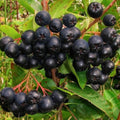 Viking Chokeberry Plant Live, Aronia Plants Shrub Bush, Chokecherry Like, 6 to 12 Inc Plant (Black)