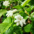 2 Jasmine Live Plants, Live Jasmine Plants, Flower Starter Plant 3 to 5 Inch Tall for Gardening Outdoor