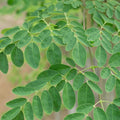 Moringa Tree Live Plant, Moringa Plant, Malunggay Trees Live Plants, 4-8 Inches Tall, Indoor Outdoor Growing