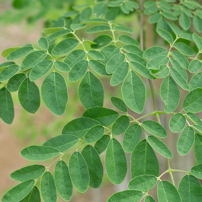 Moringa Tree Live Plant, Moringa Plant, Malunggay Trees Live Plants, 4-8 Inches Tall, Indoor Outdoor Growing