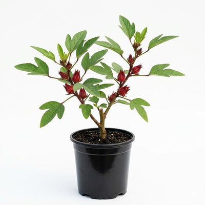 Red Roselle Hibiscus Live Plant in 4 Inch Pot, Sabdariffa Roselle Jamaican Flower Plant for Outdoor Planting, 4-6" Tall