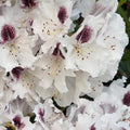 1-2 Ft White Rhododendron Plants Live, Azalea Rhododendron Bush Shrubs in 1 Gallon Pot for Planting, Azalea Bush Ready Plant, Live Rhododendron Plant Azalea, Dark Purple and Bright White Flower