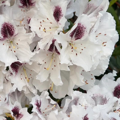 1-2 Ft White Rhododendron Plants Live, Azalea Rhododendron Bush Shrubs in 1 Gallon Pot for Planting, Azalea Bush Ready Plant, Live Rhododendron Plant Azalea, Dark Purple and Bright White Flower
