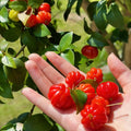 Surinam Cherry Tree Live Plant, 4-7" in Tall, Edible, Sweet, High Yielding Cherry Fruit Tree Fast-Growing for Outdoor Spring Planting