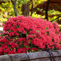 Red Azalea Plant Live, 7 Months Old Rhododendron Like, Azalea Rhododendron Tree Flowers Plants Live Bush in Pot