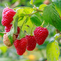 Raspberry Plant Live for Planting 6 to 12 Inch Height, Raspberry Bush Live Plant to Grow, Sweet Raspberries Seedling Outdoor (Everbearing Raspberry)