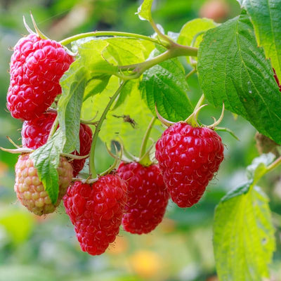 Raspberry Plant Live for Planting 6 to 12 Inch Height, Raspberry Bush Live Plant to Grow, Sweet Raspberries Seedling Outdoor (Everbearing Raspberry)