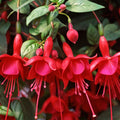 Red Fuchsia Plants Live, Fuchsia Plants, 3 to 5" Tall Starter Plug, Hardy Perennial Flowers Plant for Planting, Hanging Basket, Colorful Plant
