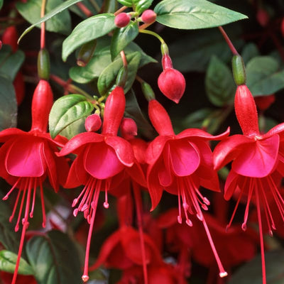 Red Fuchsia Plants Live, Fuchsia Plants, 3 to 5" Tall Starter Plug, Hardy Perennial Flowers Plant for Planting, Hanging Basket, Colorful Plant