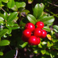 Red Lingonberry Plant Live, Sweet Berry Starter Plants, 4 to 6 Inch Tall Lingonberry Plants, Live Red Berry Plant for Outdoor